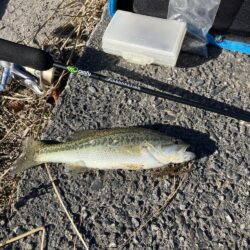 北湖漁港小バス祭り