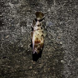 久しぶりの投稿