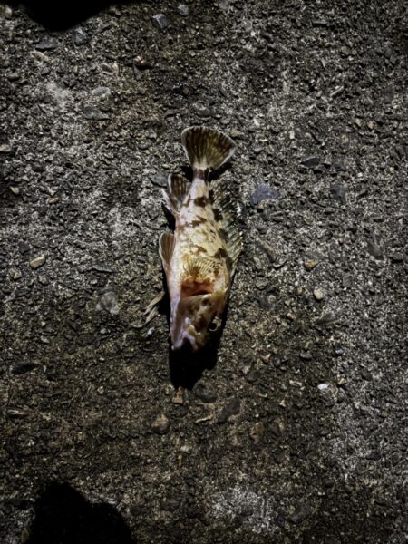 久しぶりの投稿