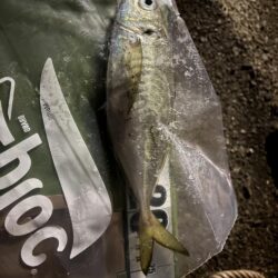 釣り納まらず…