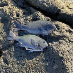 沖磯でフカセ釣り