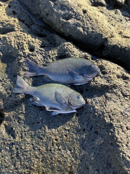 沖磯でフカセ釣り