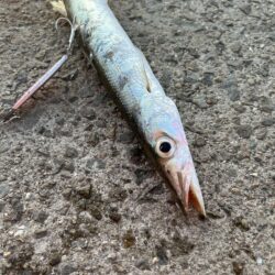 ちょっと早めのカマス調査