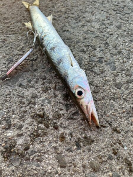 ちょっと早めのカマス調査