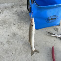 カマス入れ食いモード突入