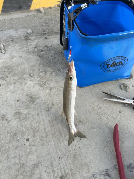 カマス入れ食いモード突入