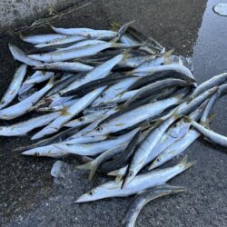 カマス爆釣で溢れカマスパフェ完成