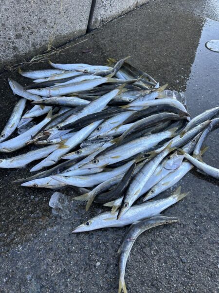 カマス爆釣で溢れカマスパフェ完成