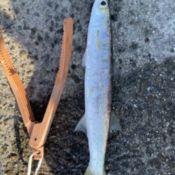 カマス釣果2日目