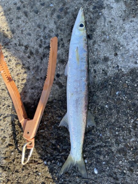 カマス釣果2日目