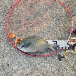 グレ狙いで良型揃い!