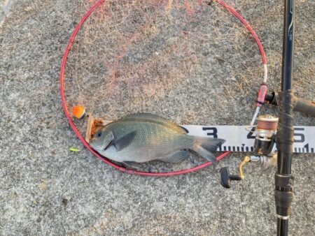 グレ狙いで良型揃い!