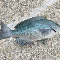 デジタルデトックス釣行