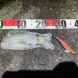 2025 佐渡ヶ島エギング Vol.61【11月29日】