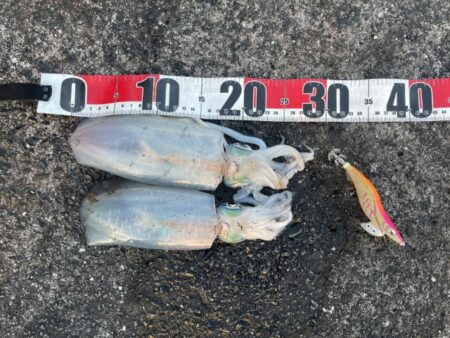 2025 佐渡ヶ島エギング Vol.62【…