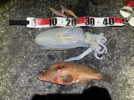 2025 佐渡ヶ島エギング Vol.63【12月2日】