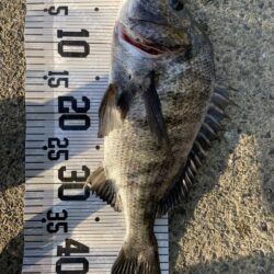 イチノ兄弟、釣果！