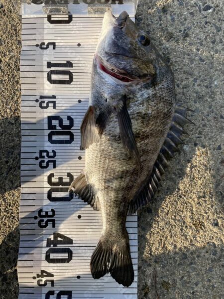 イチノ兄弟、釣果！