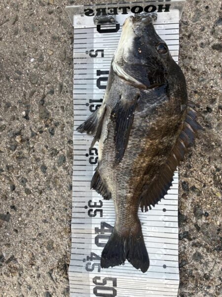 イチノ兄弟、釣果！