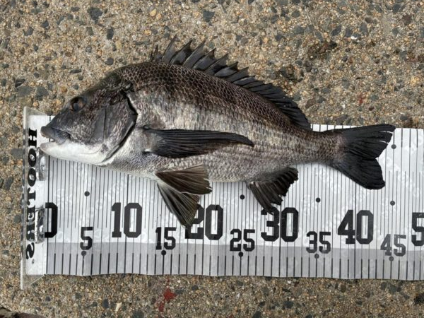 イチノ兄弟、釣果！