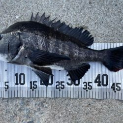 イチノ兄弟、釣果!