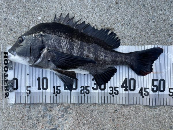 イチノ兄弟、釣果!