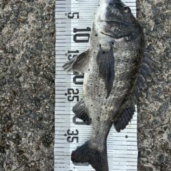 イチノ兄弟、釣果！