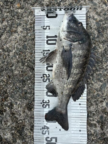 イチノ兄弟、釣果！