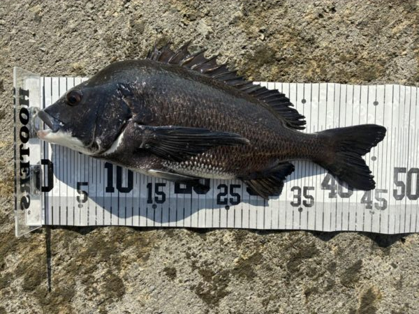 イチノ兄弟、釣果！