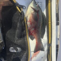 フカセ第2戦〜大蔵海岸〜グレ絶好調