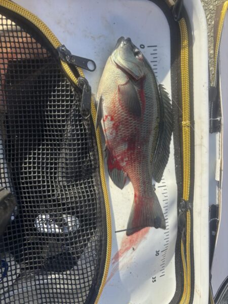 フカセ第2戦〜大蔵海岸〜グレ絶好調