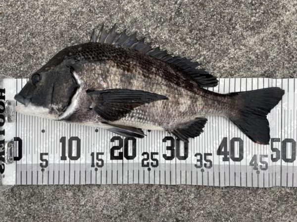 イチノ兄弟、釣果！