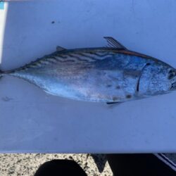 アジんもとめて