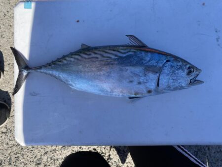 アジんもとめて