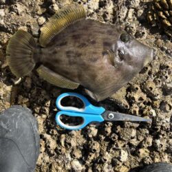 アジを釣りイカを釣る