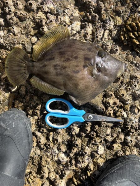 アジを釣りイカを釣る