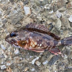 アジを釣りイカを釣るはずが！