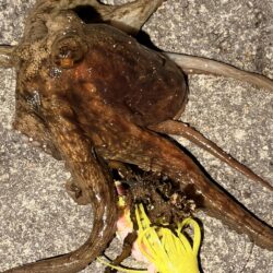 久しぶりのタコ釣り