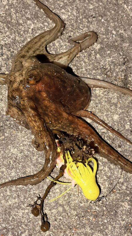 久しぶりのタコ釣り