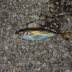 アジは何処に？