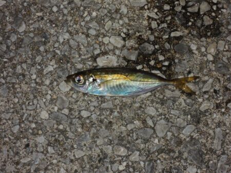 アジは何処に？