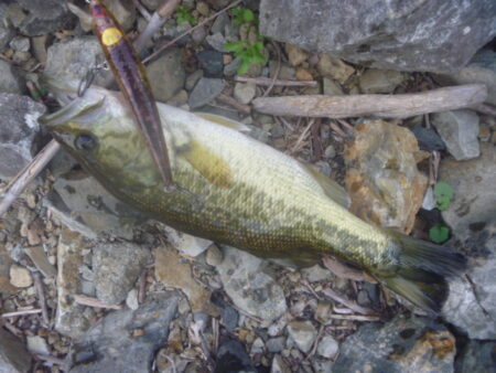 12月5日　一庫ダム釣行