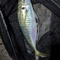 短時間アジング