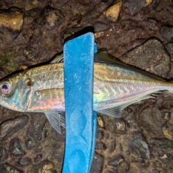 久しぶりのアジ