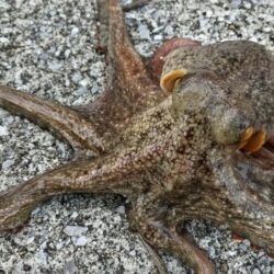 冬のタコ釣り  絶好調！