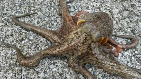 冬のタコ釣り  絶好調！