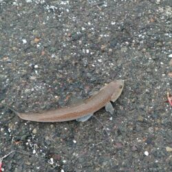 渋い季節になって来た