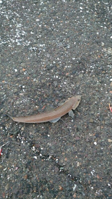 渋い季節になって来た