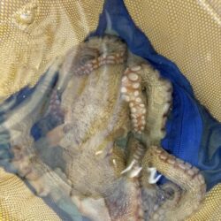 横浜周辺タコエギ