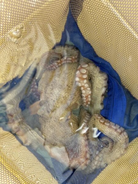 横浜周辺タコエギ